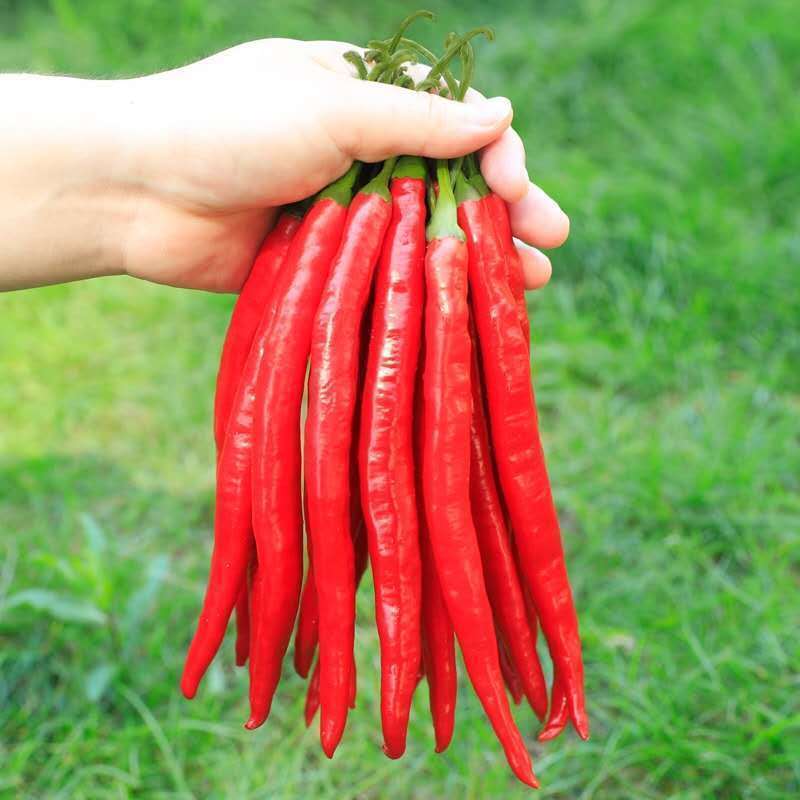 新鲜现摘红辣椒二荆条红线椒尖椒中辣青线辣椒批发可做剁椒酱泡椒