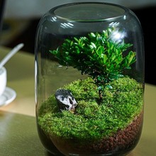 微景观摆件生命之树懒人养鱼苔藓办公室宿舍植物桌面生态瓶真植物