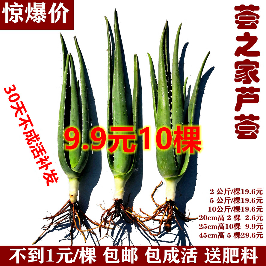 芦荟美国库拉索苗美容院灌肤专用绿植盆栽食用鲜小苗爆款一件代发