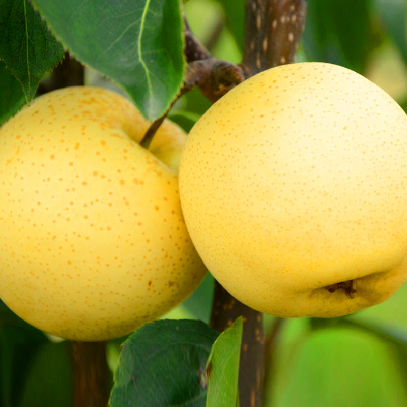 基地批发早酥梨果树苗 砀山特产果树梨幼苗 砀山酥梨树果树幼苗