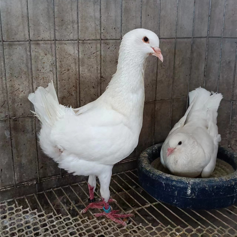 马耳他鸽子一对多少钱 马耳他青年鸽子 白色马耳他观赏鸽批发