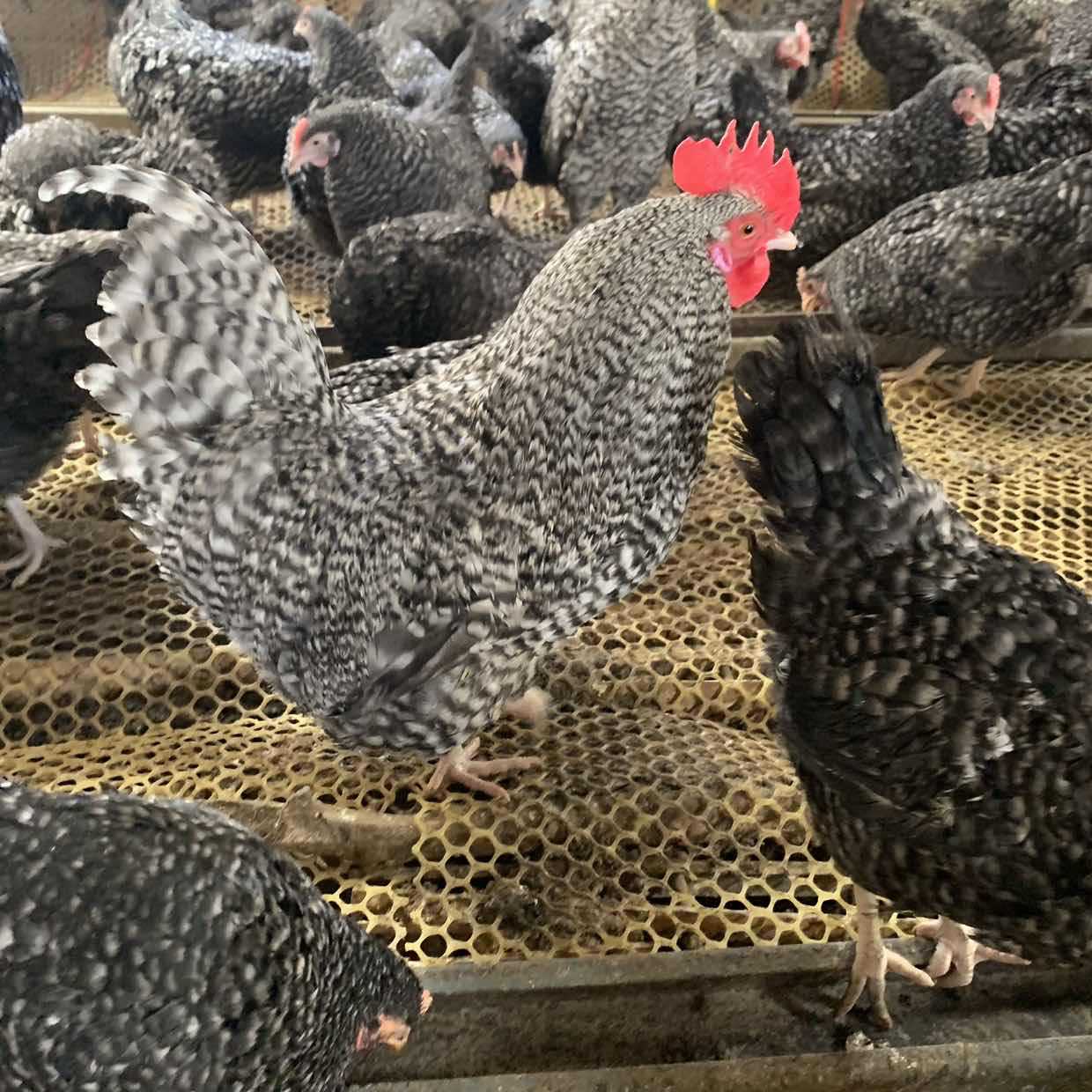 山东养殖场出售芦花鸡苗 脱温鸡苗青年鸡成年鸡产蛋鸡大量现货