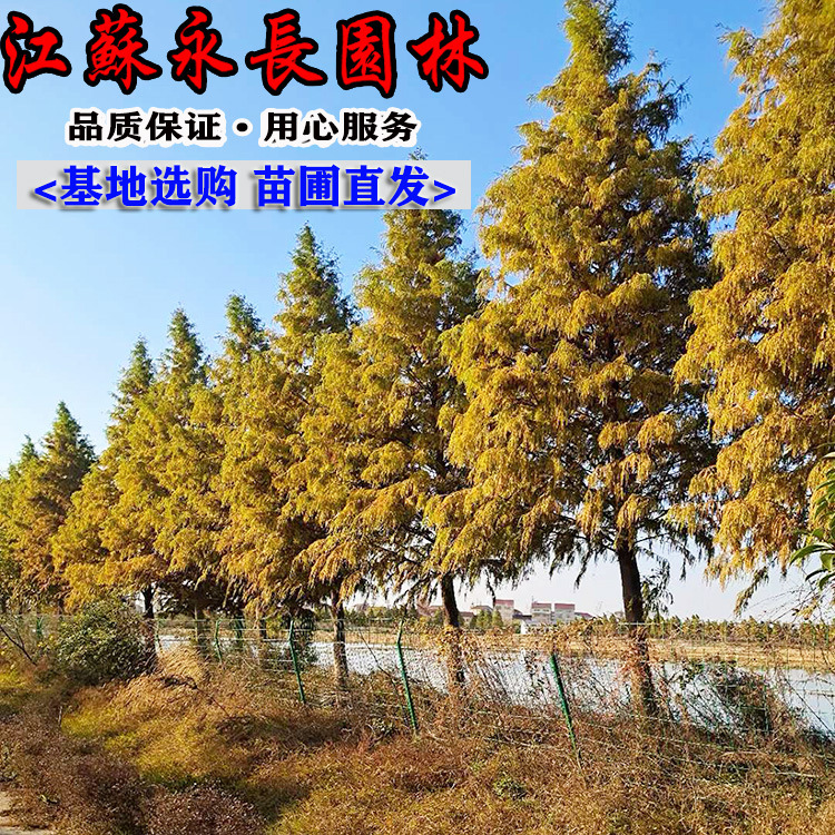 批发水杉树苗绿化苗木四季常青庭院种植观赏规格齐全水杉苗 绿化