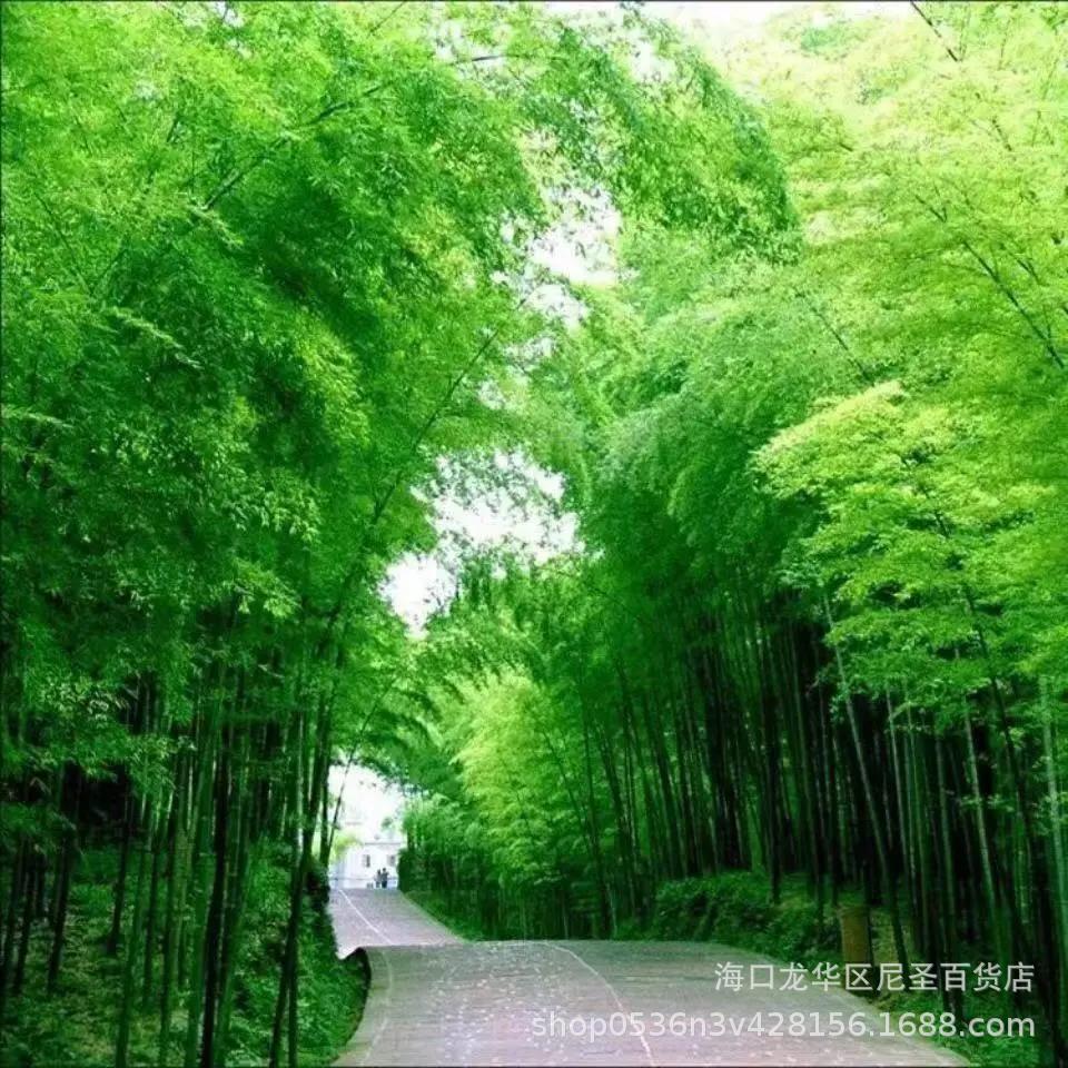 大楠竹种子楠竹种毛竹苗庭院竹子根竹南竹北方耐寒植物亚马逊