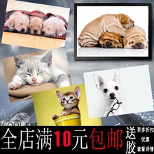 可爱顽皮猫狗宠物沙皮狗海报书房卧室寝室装饰画相框壁画挂画墙画