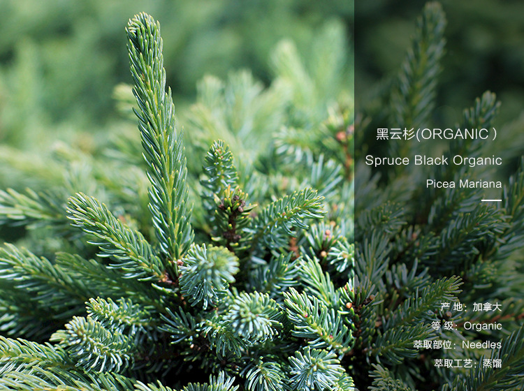 有息黑云杉单方精油加拿大进口spruce black黑云杉精油