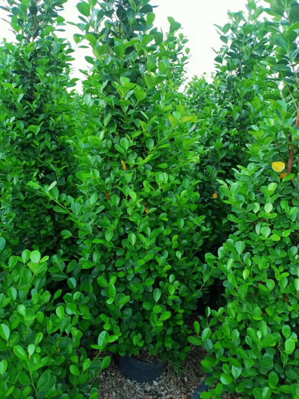 火山榕 金钱榕 绿篱花苗 榕树 中山绿植灌木基地批发
