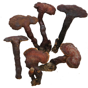 野生小灵芝赤芝试用装武当山野生灵芝草整朵干货灵芝孢子粉100克