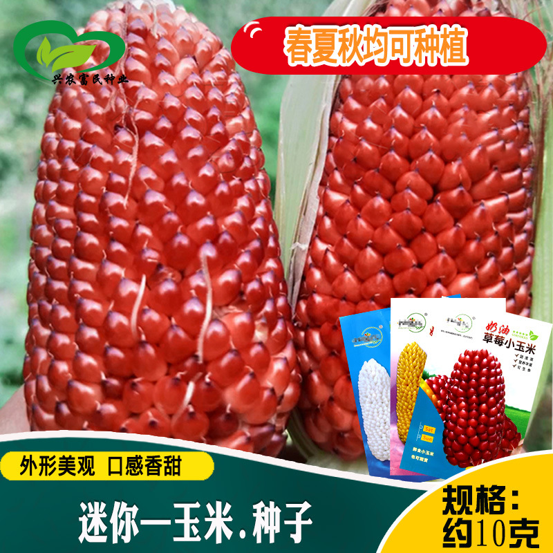 菠萝奶油草莓玉米种子 农田菜园饱满甜度高小型水果鲜食玉米籽