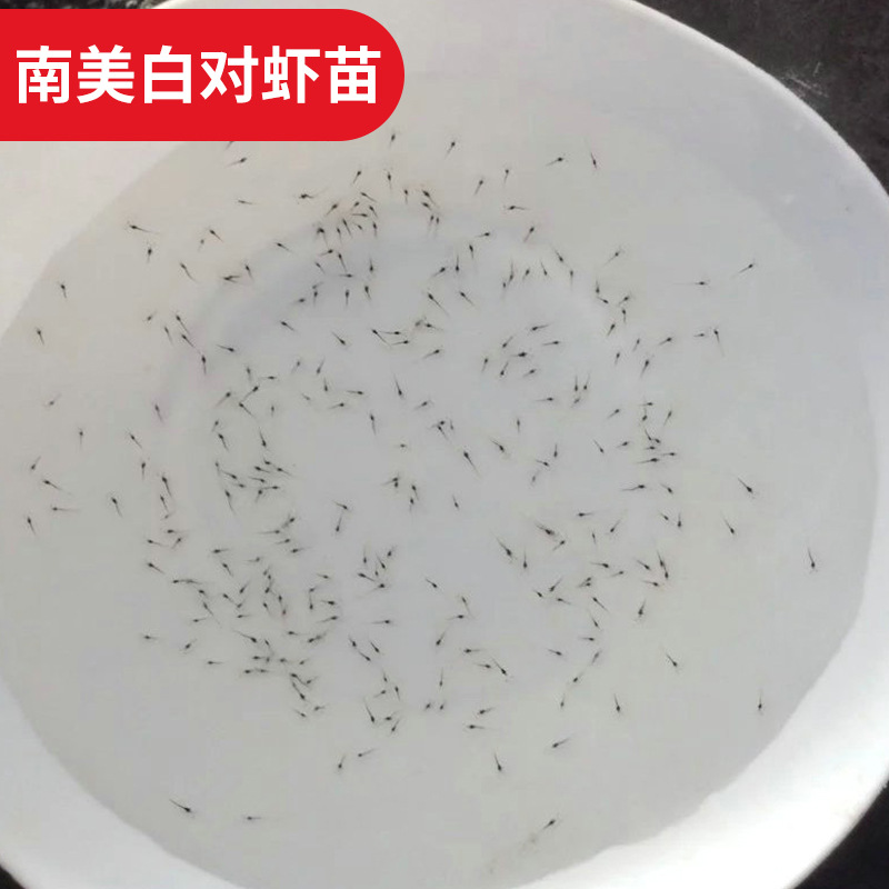 水产斑节虾苗 南美白对虾虾苗 东方虾苗 可养殖淡水虾苗批发