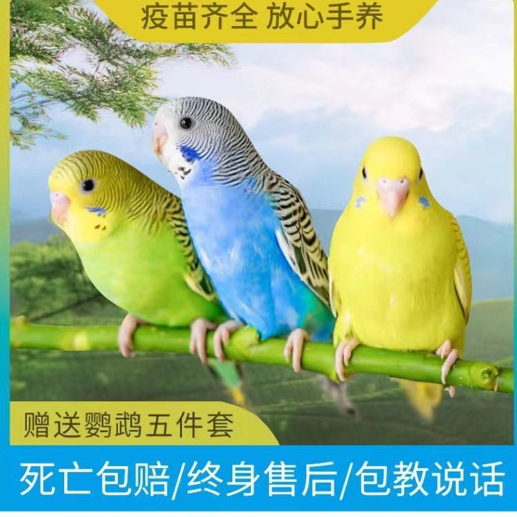 虎皮鹦鹉活鸟鸟活物家养中小型会说话幼鸟活体宠物鸟云斑鹦鹉鸟笼