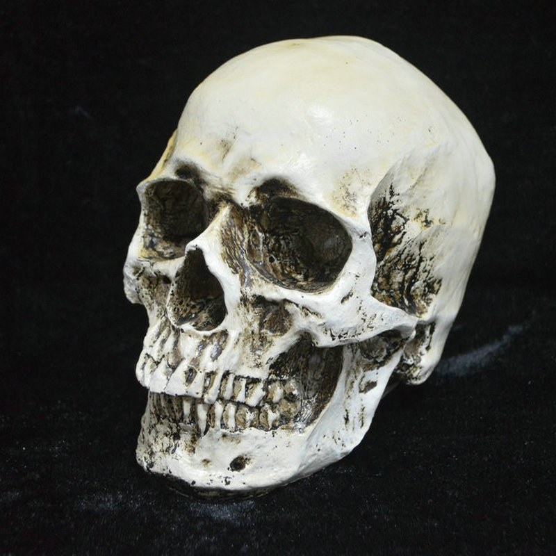万圣节珍藏版做旧头骨成人人类头骨模型 医学头骨 树脂骷髅头