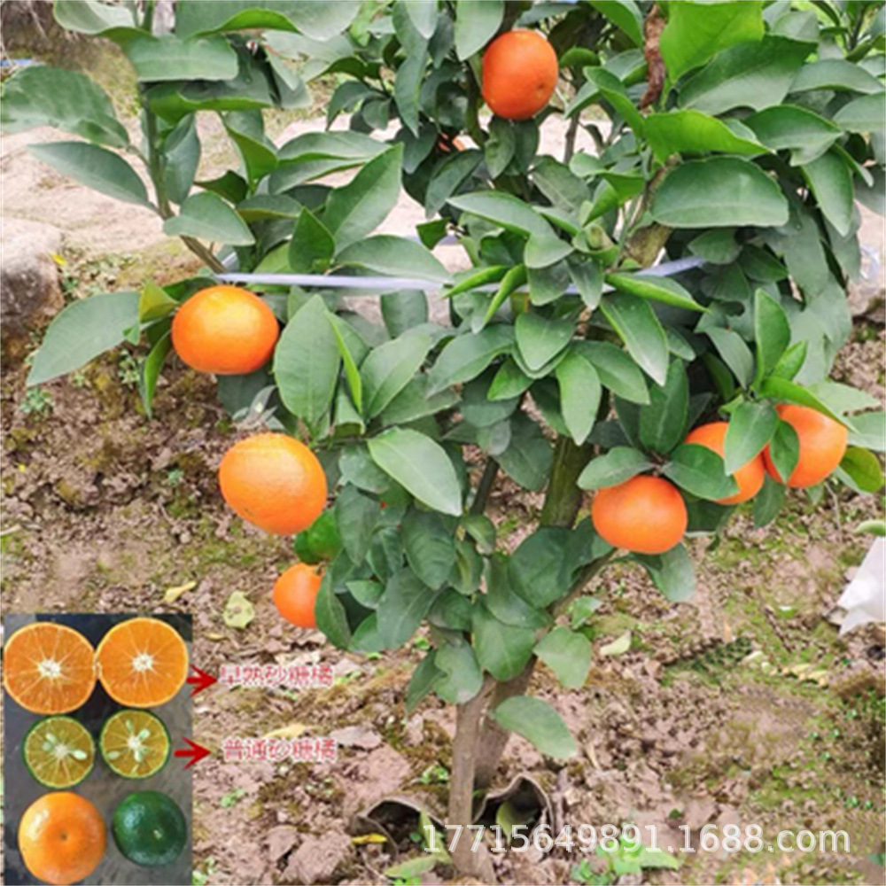 春见苗耙耙柑树苗丑橘苗杯苗柑桔苗四川嫁接不知火丑八怪柑橘树苗