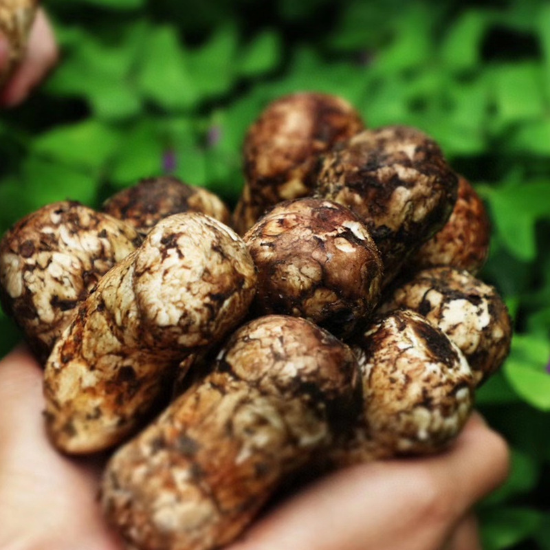 云南美食野生菌干货香格里拉新鲜松茸餐饮生鲜煲汤食材鲜松茸