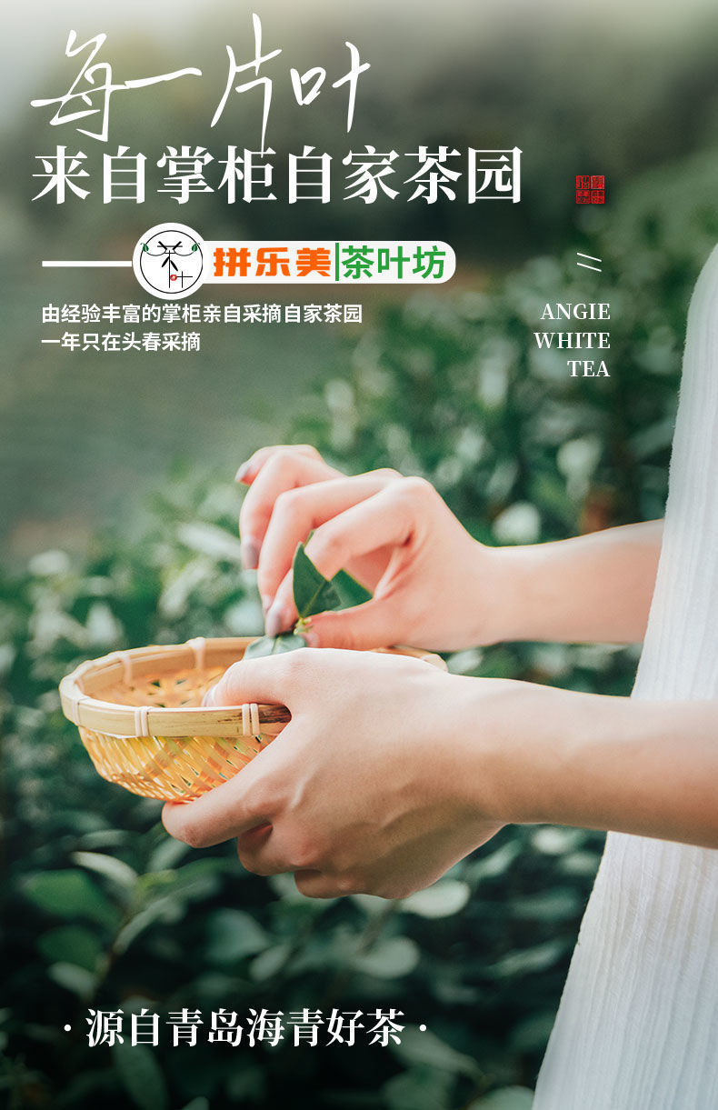 正宗海青绿茶茶叶2021年新茶袋装炒青山东青岛日照豌豆香浓毛尖