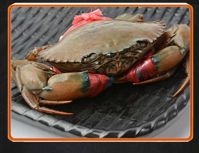 一手货源 鲜活缅甸蟹 葱姜炒蟹 红膏母蟹3.5-5.0两/只 批发