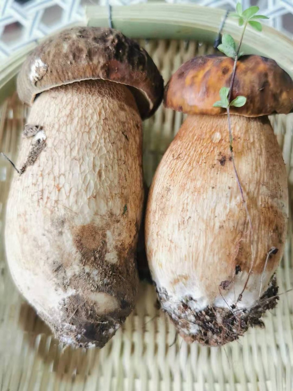 现货云南特产白葱牛肝菌 见手青新鲜菌菇野山菌菇煲汤食材