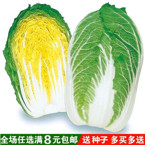菊红心大白菜种子 早熟黄心白菜种子 家庭菜园盆栽易种蔬菜种子
