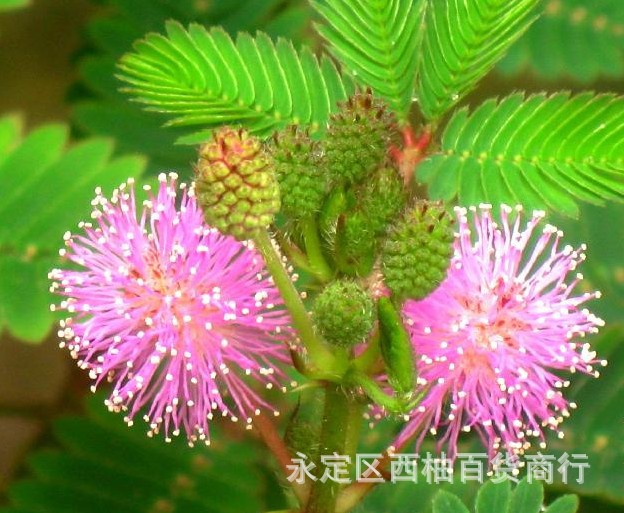 彩叶含羞草花种子植物害羞草室内外阳台盆栽植物花籽芳香植物种子