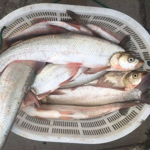 新鲜大白刁翘嘴白鱼刁子鱼小白刁淡水鱼约1/2/3斤及以上顺丰包邮