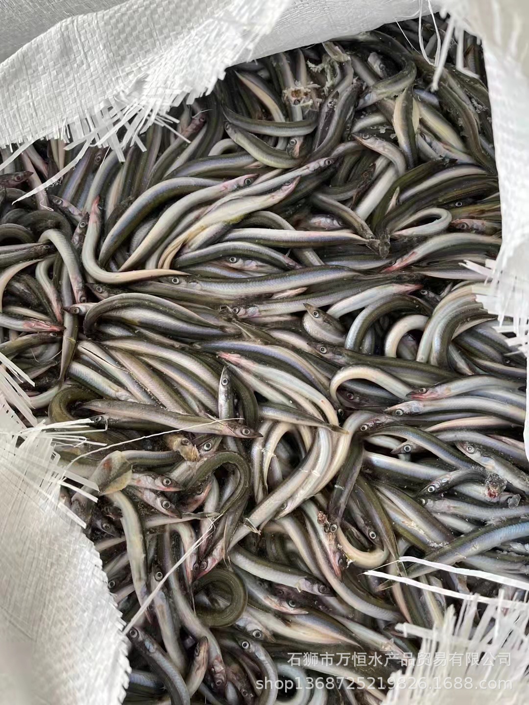 拖网陆冻沙里钻7-9cm 净重21.5斤一板跟23.5斤一板 编织袋装