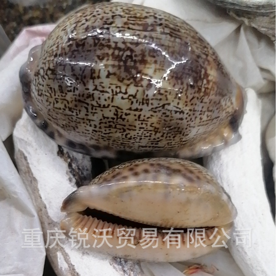 1公斤散装晒干 白贝 紫贝 小贝壳 贝子 白贝齿 紫贝齿 紫贝子