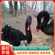各人在家养殖黑天鹅需要证件吗一只黑天鹅好养活体黑天鹅养殖技术