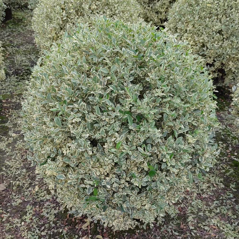 银姬小蜡球 花叶女贞球 成都园林绿化球 市政工程苗木球 灌木土球