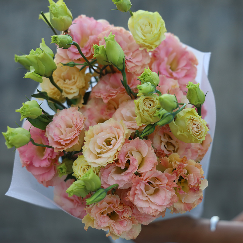 香槟色洋桔梗鲜花云南基地直发鲜花批发全国鲜花速递送礼女友闺蜜