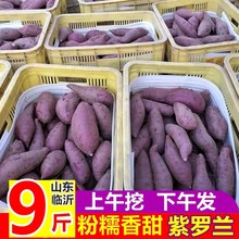 紫薯新鲜农家自种番薯地瓜蜜薯5斤包邮板栗香红沙地山芋紫薯紫心