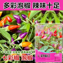 七彩椒食用五彩椒蔬菜种子阳台花卉盆栽花种室内四季开花花种籽子