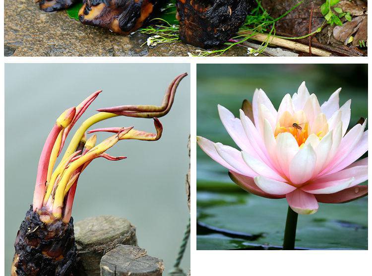 池塘水池 大睡莲睡莲根块 水培植物 水生根块 大睡莲花根茎包邮