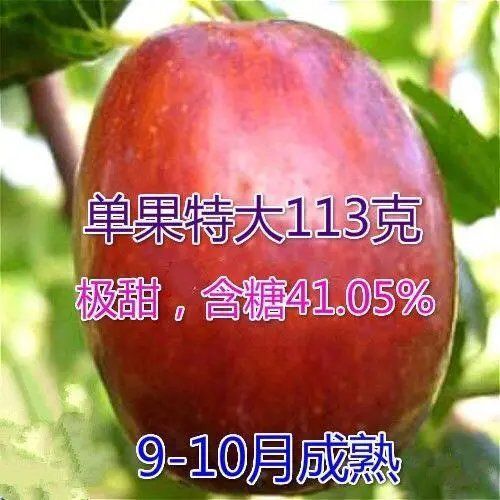 枣树苗新品种中华大龙枣树苗 中华大枣苗南北方种植9-10月份成熟