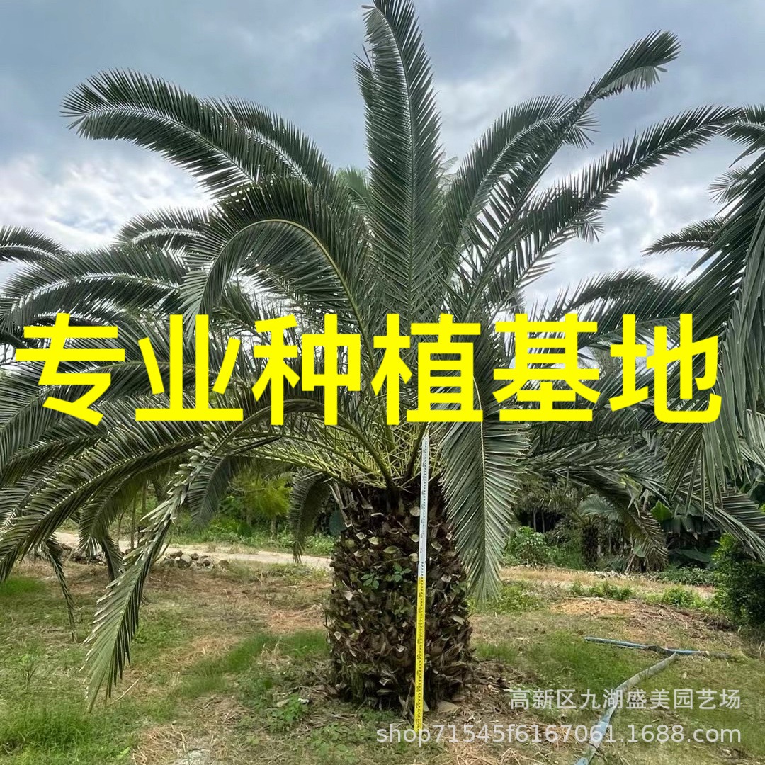 云南加拿利海枣树海枣头 浙江加拿利海枣价格 四川加拿利海枣批发