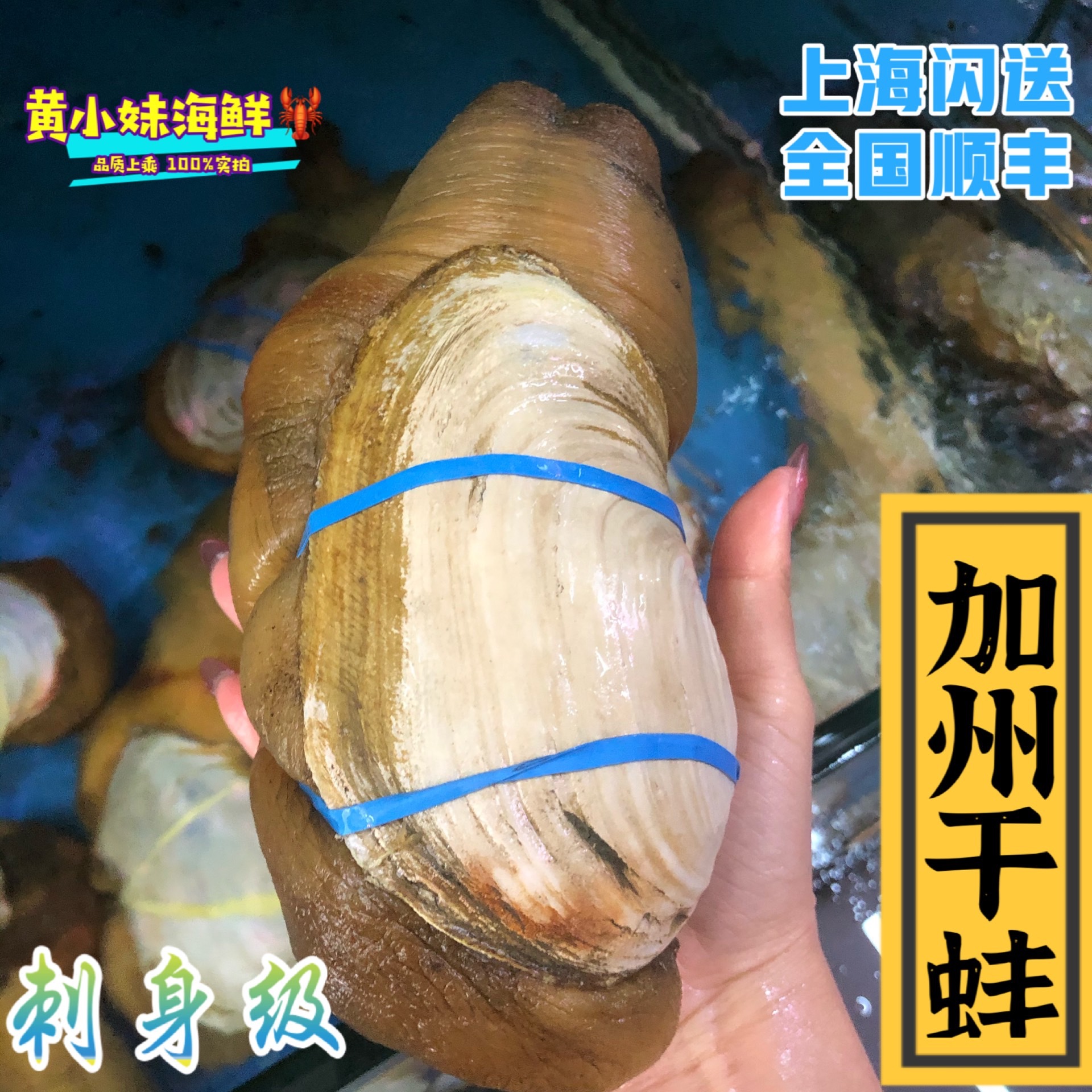 鲜活发货 正宗加州干蚌 进口野生海捕超大象拔蚌 刺身即食2斤/只