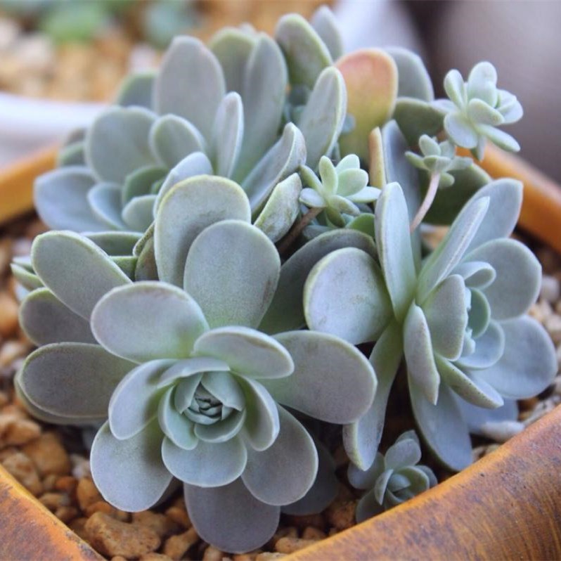 子持白莲多肉-子持白莲多肉厂家,品牌,图片,热帖-阿里巴巴