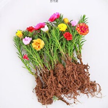 重瓣太阳花苗带根盆栽苗混色四季开花植物带花苞室内室外好养花卉
