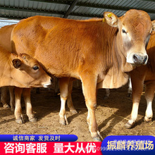 鲁西黄牛 肉牛苗 小牛犊活体 养殖鲁西黄牛幼仔 利木赞价格