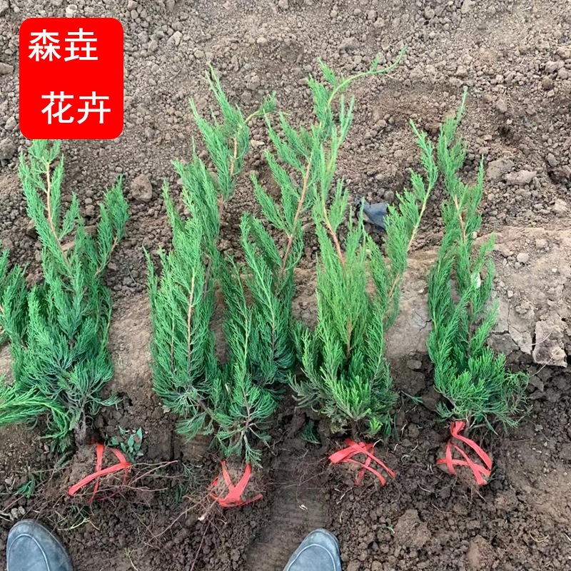 常绿植物小龙柏 公路隔离带城市园林绿化 山东基地现货小龙柏苗