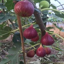 无花果树苗盆栽水果苗四季特大波姬红南北方阳台种植地栽当年结果