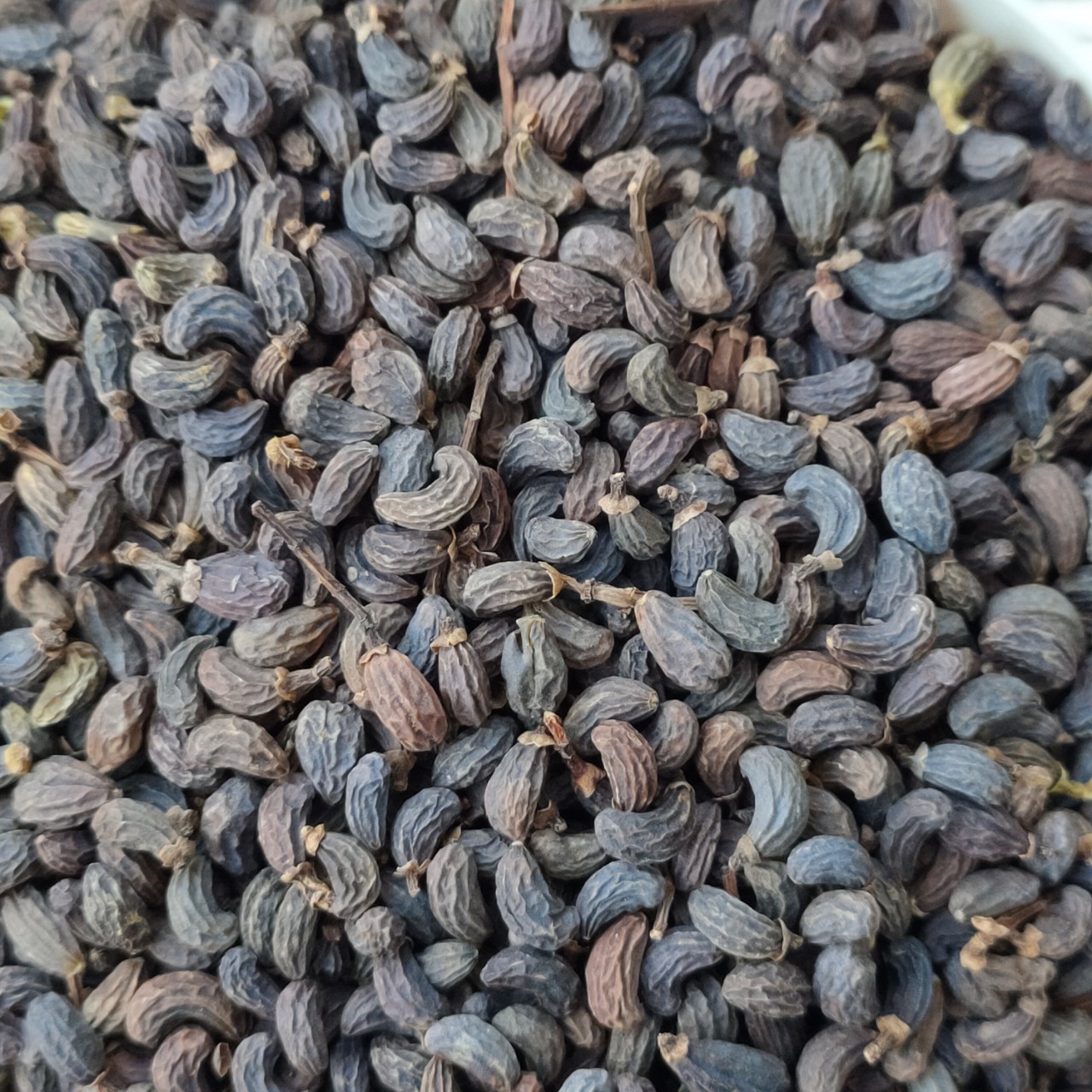 中药材批发女贞子圆形鸡腰猪腰女贞子冬青子鼠梓子产地直销大货