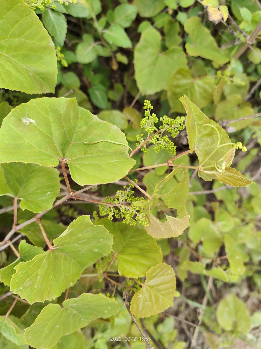广西大山中草药材假葡萄 蛇葡萄 山葡萄野葡萄 新鲜藤500克一件