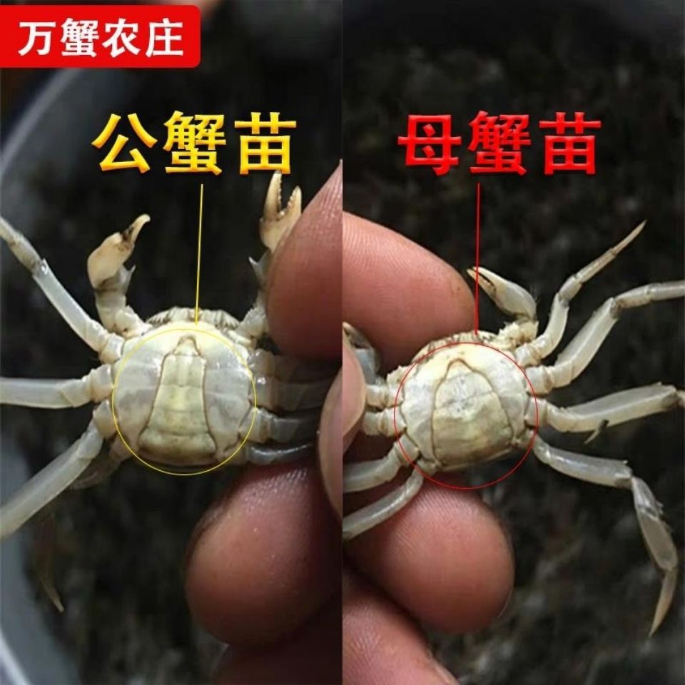 鲜活蟹苗大闸小螃蟹香辣蟹淡水中华绒熬斤装【大闸蟹大闸蟹其