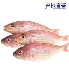 一手货源鲜活冷冻海钓金线鱼150-200克 20斤红三鱼红衫鱼量大询价