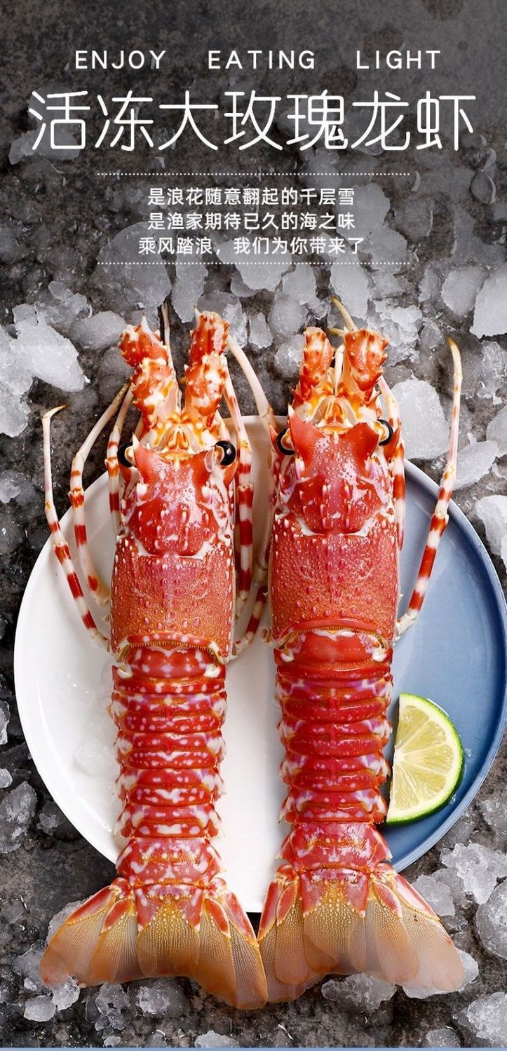 2只包邮玫瑰龙新鲜活冻海捕红龙虾海鲜水产非青龙虾澳龙刺身
