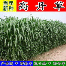 进口高丹草种子高产高丹王牧草种子四季养殖猪牛羊鸡鸭鹅鱼草籽