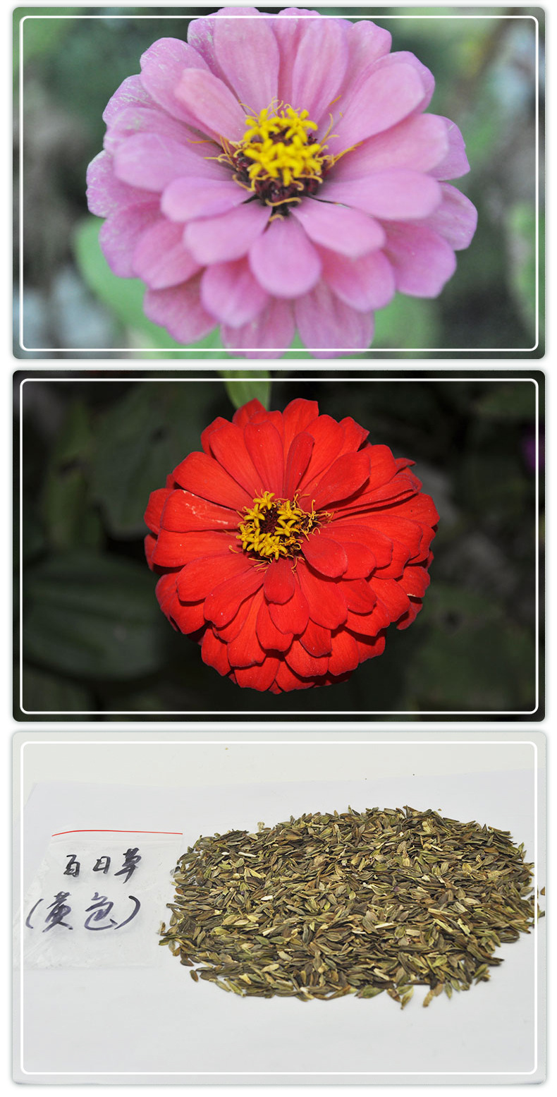 批发百日菊种子花卉 百日菊种花子四季花海公园易种植百日草花子