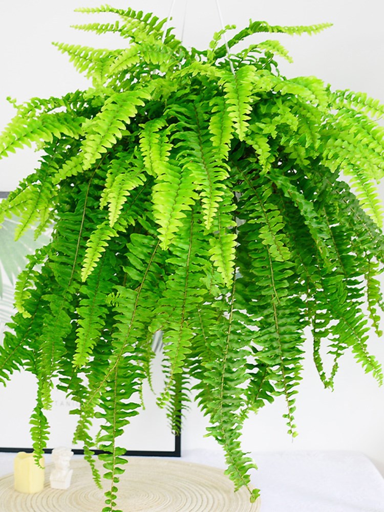 波士顿蕨盆栽桌面室内长藤垂吊肾蕨蕨类吊兰植物耐阴绿植
