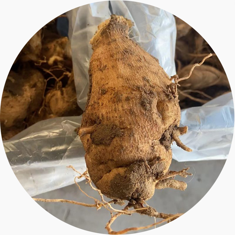 批发价格 大丽花种根 根块 大丽花四季可种植 花色全 可盆栽地栽