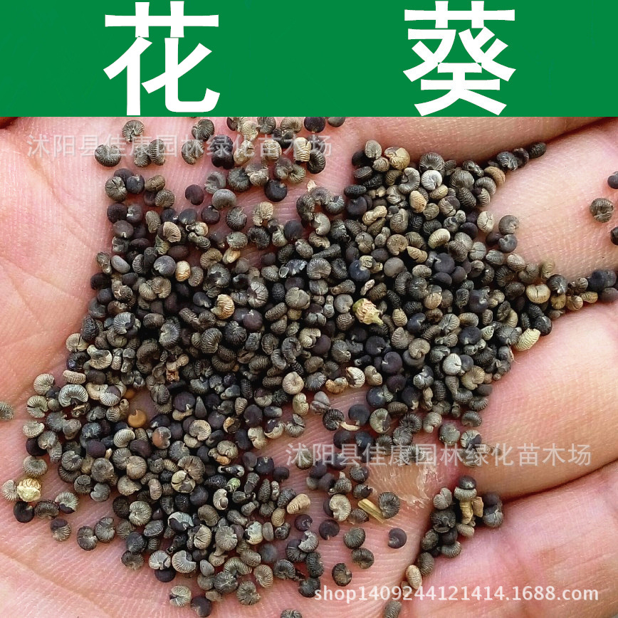 草花种子花葵种子花卉美丽花葵种子1件1斤